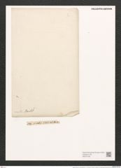 Nitzschia vitrea var. recta (Hantzsch.) V. H. (de-Toni-Nr.: Genus 47, Species 2112) Zeichnungen Sammlung Grunow (NHMW-BOT-W0372188)